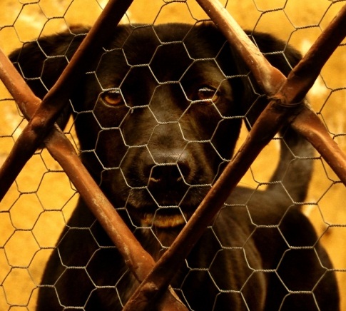 Projeto prevê multa para quem maltratar animais no Estado de São Paulo